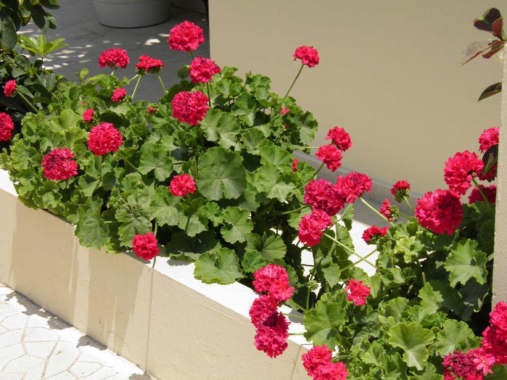 קליבס Christi Apartments מראה חיצוני תמונה